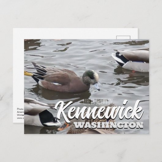 Eend, Amerikaanse Wigeon, Vogel, Kennewick, WA Briefkaart (Voorkant / Achterkant)