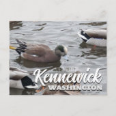 Eend, Amerikaanse Wigeon, Vogel, Kennewick, WA Briefkaart (Voorkant)