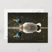 Eend (Anas platyrhyncus) Briefkaart (Voorkant / Achterkant)