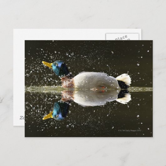 Eend (Anas platyrhyncus) Briefkaart (Voorkant / Achterkant)