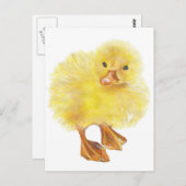 eend, baby chick briefkaart (Voorkant / Achterkant)