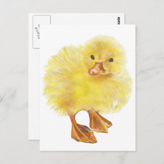 eend, baby chick briefkaart (Voorkant / Achterkant)
