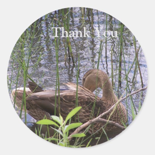 Eend die zich in het riet wast ronde sticker (Voorkant)