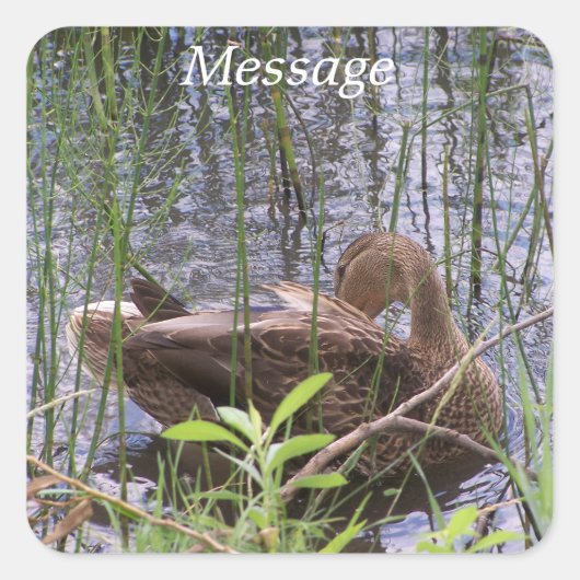 Eend die zich in het riet wast vierkante sticker (Voorkant)