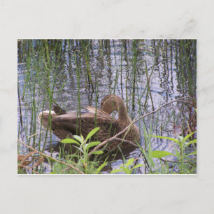 Eend die zich mooi maakt in het riet briefkaart