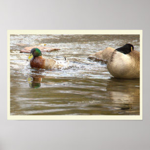 Eend en Gans in Kreek Poster