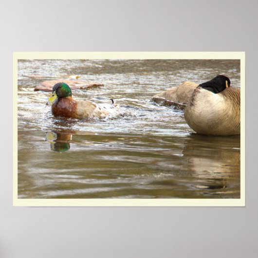 Eend en Gans in Kreek Poster (Voorkant)