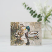 Eend en Mallard Wildlife Schilderij Briefkaart (Staand voorkant)