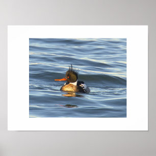 Eend Foto Poster 