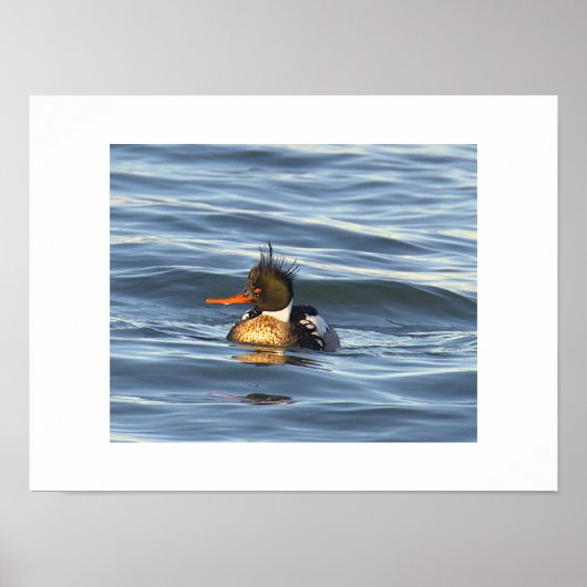 Eend Foto Poster  (Voorkant)