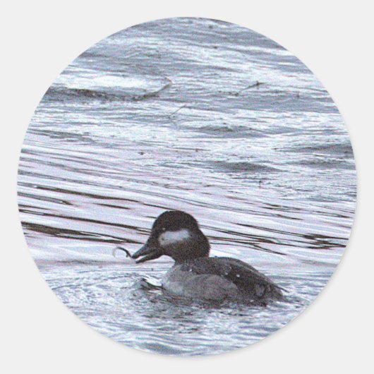 Eend Foto Stickers (Voorkant)