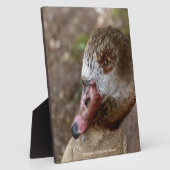 Eend Fotoplaat (Zijkant)