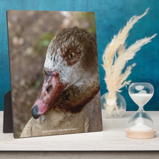 Eend Fotoplaat (Zijkant)