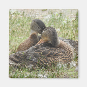 Eend liefde -BFF Magneet