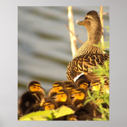 Eend met eendjes Foto Poster (Voorkant)