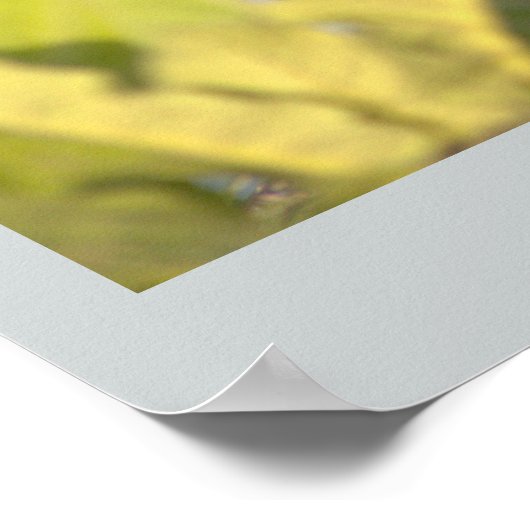 Eend met eendjes Foto Poster (Hoek)