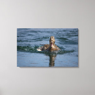 Eend met open bek canvas afdruk