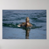 Eend met open bek poster (Voorkant)