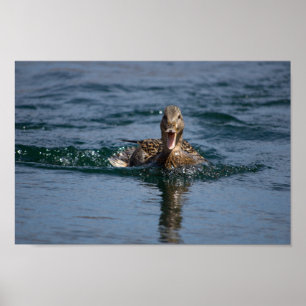 Eend met open bek poster