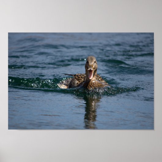 Eend met open bek poster (Voorkant)