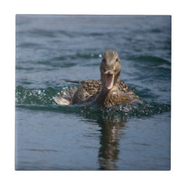Eend met open snavel             tegeltje