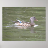 Eend op het meer print (Voorkant)