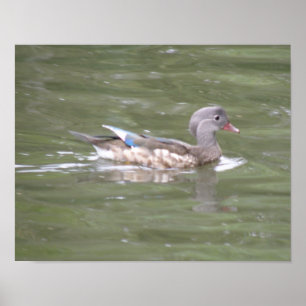 Eend op het meer print