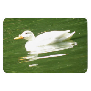 Eend op het Water Premium Magneet
