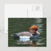 eend op rivier ansichtkaart briefkaart (Voorkant / Achterkant)