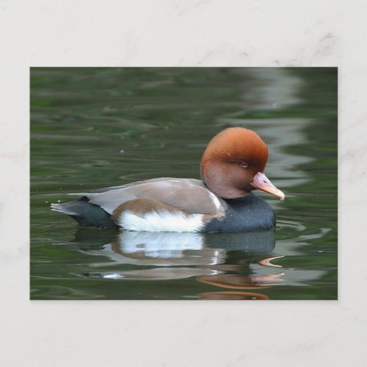 eend op rivier ansichtkaart briefkaart (Voorkant)