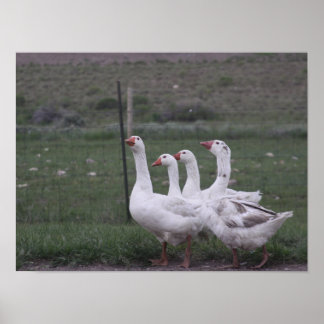 Eend Poster
