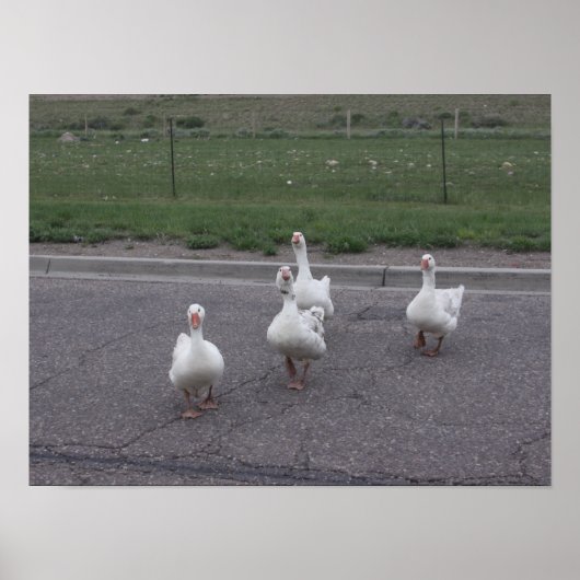 Eend Poster (Voorkant)