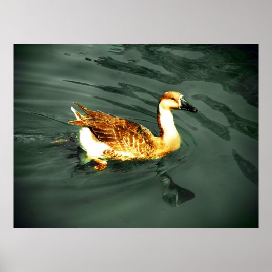 Eend Poster (Voorkant)