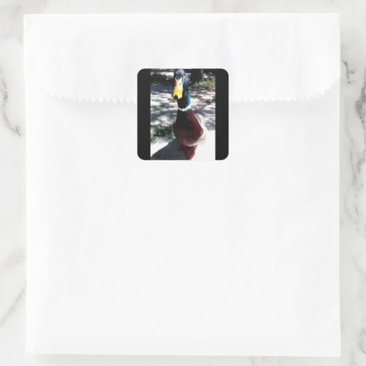 Eend stickers (Tas)
