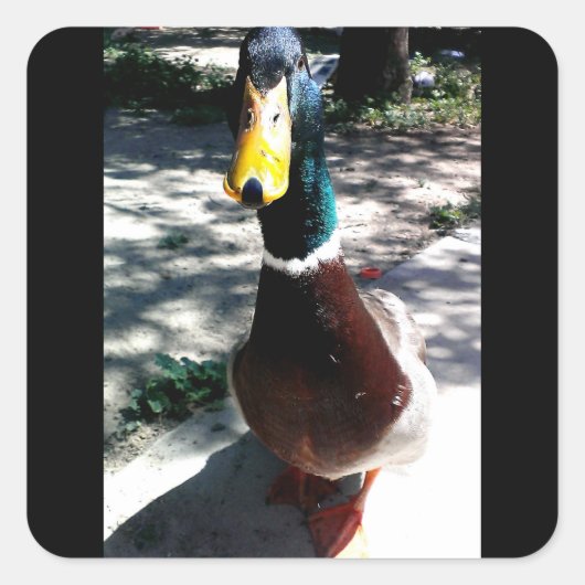 Eend stickers (Voorkant)