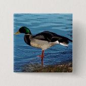 eend vierkante button 5,1 cm (Voorkant)