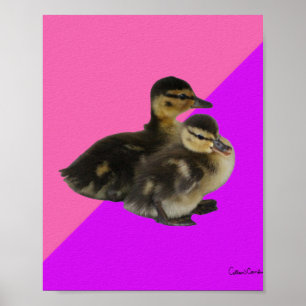 Eendags Kuikens op Roze Framboos en Paarse Sorbet Poster
