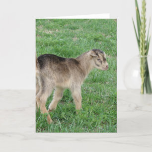 eendags Thunder Kaart