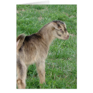 Eendags Thunder the Goat Kind