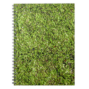 eendekroos-377535 de lens aquatisch plant van het notitieboek