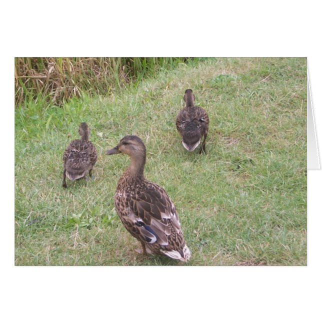 eenden (Voorkant Horizontaal)