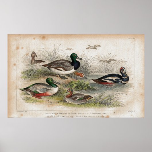Eenden Antiek lithograafdruk Poster (Voorkant)