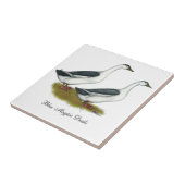 Eenden: Blauwe Magpies Tegeltje (Zijkant)