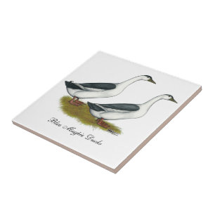 Eenden: Blauwe Magpies Tegeltje