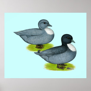 Eenden: Blauwe Vraag Poster
