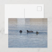 Eenden Briefkaart (Voorkant / Achterkant)