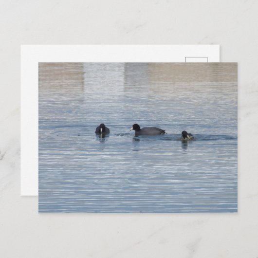 Eenden Briefkaart (Voorkant / Achterkant)