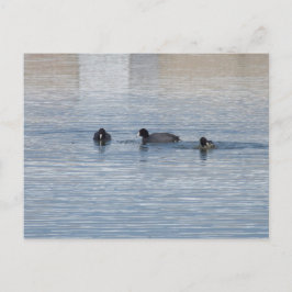 Eenden Briefkaart