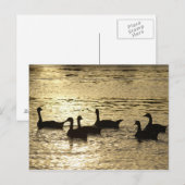 eenden briefkaart (Voorkant / Achterkant)