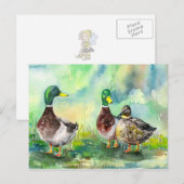 eenden briefkaart (Voorkant / Achterkant)